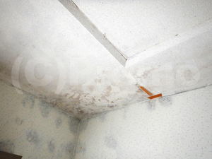 壁解体し造り直し天井に断熱材を補強してもカビ発生