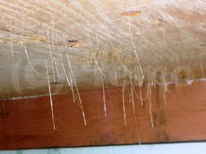 床下基礎内断熱に構造用合板に発生したカビ