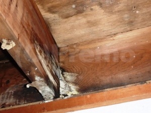雨漏り被害の天井裏のカビ