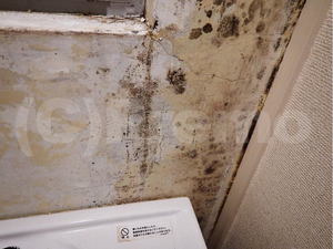 洗面所壁紙下地のカビ