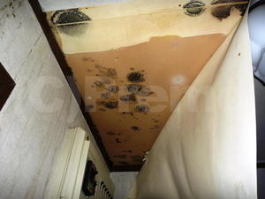 ２階洗面所給水管からの漏水事故後のカビ