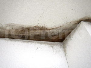 激しい結露による天井壁紙のカビ