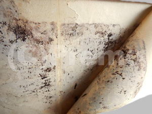 汚れ防止壁紙裏側のカビ