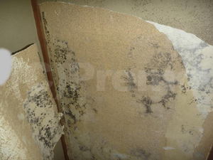 和室壁紙下地の砂壁カビ