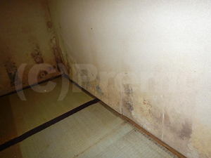地下室壁紙のカビ
