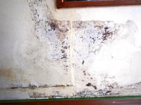 腰窓周辺の壁紙下地のカビ