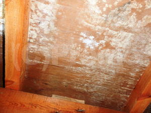床下木材や合板のカビ