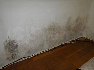 湿気の多い部屋の壁紙のカビ