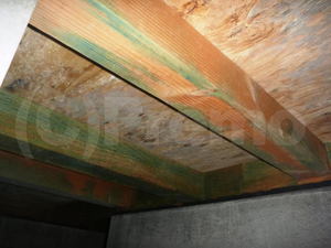 建築中に雨水が侵入した基礎内断熱工法床下のカビ