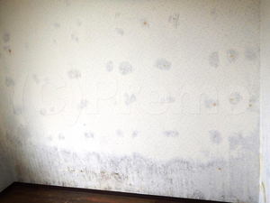 壁内結露で発生した壁紙下地からのカビ