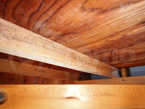 新築天井裏木材合板のカビ