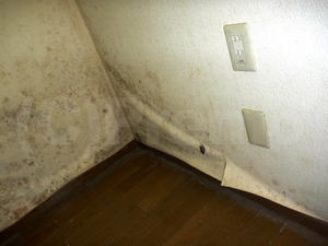 地下室壁紙のカビ