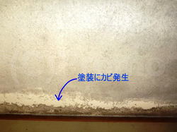 カビ臭を伴う塗装天井カビ