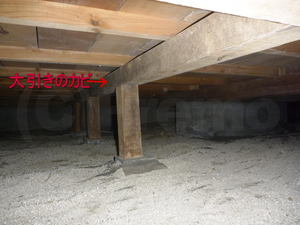 床下大引き束柱のカビ