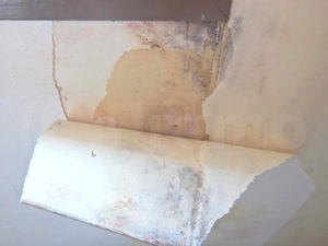 汚れが拭ける壁紙の下地カビ