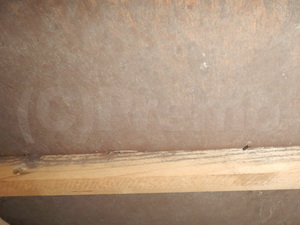 漏水事故後の床下合板カビ
