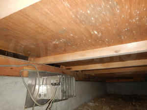 床下換気扇と合板カビ