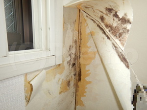 内窓設置後壁紙下地からカビ発生