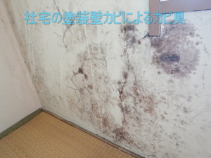 社宅のカビ臭を伴う塗装壁カビ