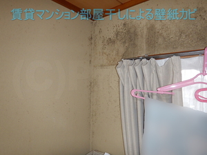 賃貸マンションの部屋干しによる壁紙カビ