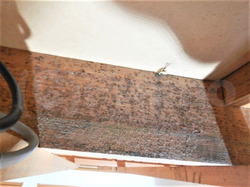 ベランダ雨漏りによる木材カビ