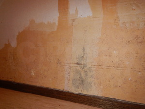 地下室壁紙石膏ボード下地に発生するカビ