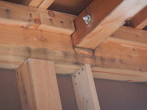 建築中注文住宅木材カビ
