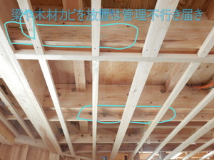 建築中の木材カビ