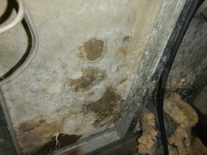 キッチン配管ミスによる漏水後のカビ