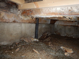 床下腐朽菌による木材合板の腐れ