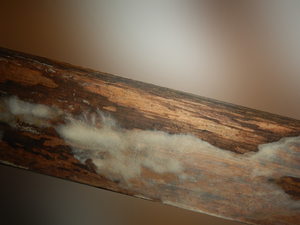 床下木材腐朽菌