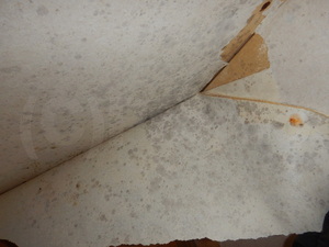 壁紙裏と石膏ボードカビ