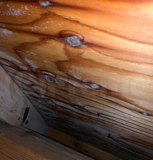 屋根裏木材合板カビ