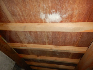 戸建住宅和室床下合板カビ
