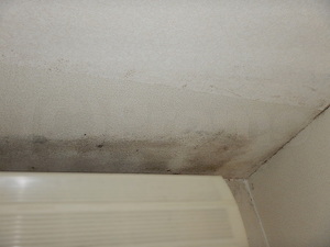 天井結露カビが再発した壁紙