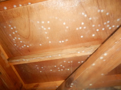 床下木材合板防カビ施工