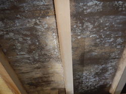 床下木材合板カビ工事前