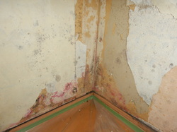 壁紙剥がし後の石膏ボード下地カビ