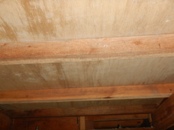 床下合板のカビ