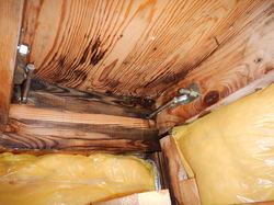 雨漏り被害の木材合板防カビ工事