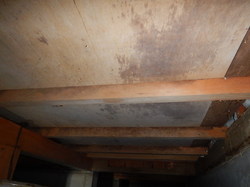 戸建住宅床下合板カビ