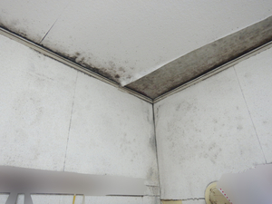 天井結露カビが酷く壁紙剥がしで様子見