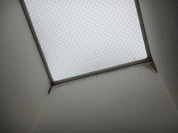 天窓下壁紙のカビ