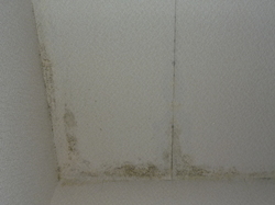 天井コンクリート直張り壁紙カビ