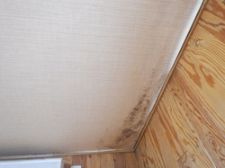 天井コンクリート直張り壁紙のカビ