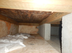 床下構造用合板のカビ