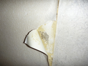 劣化したコンクリート直張り壁紙カビ