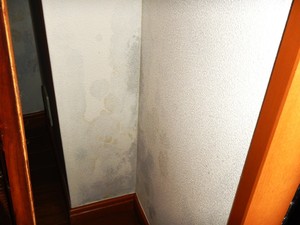 カビ臭を放つ外壁側の壁紙結露カビ
