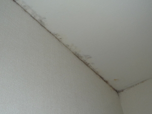 天井結露による壁紙カビ