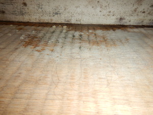 団地結露するコンクリート下地と畳のカビ